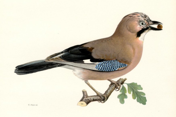 Geai des chênes (Garrulus glandarius) / Magnus Ferdinand (1822-1906)